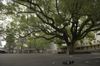 Leichardt Public